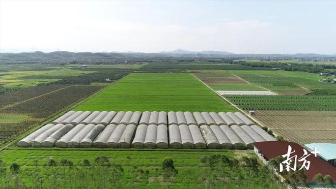 农业、经济齐发力南亿博电竞 亿博官网方日报看肇庆行动(图2)