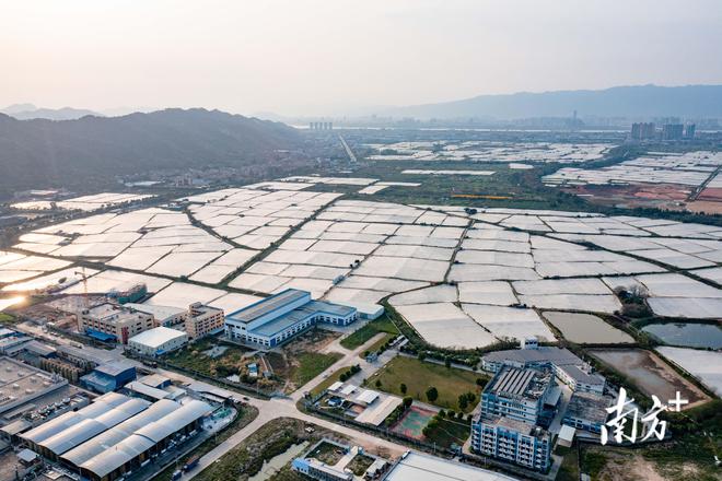 农业、经济齐发力南亿博电竞 亿博官网方日报看肇庆行动(图3)